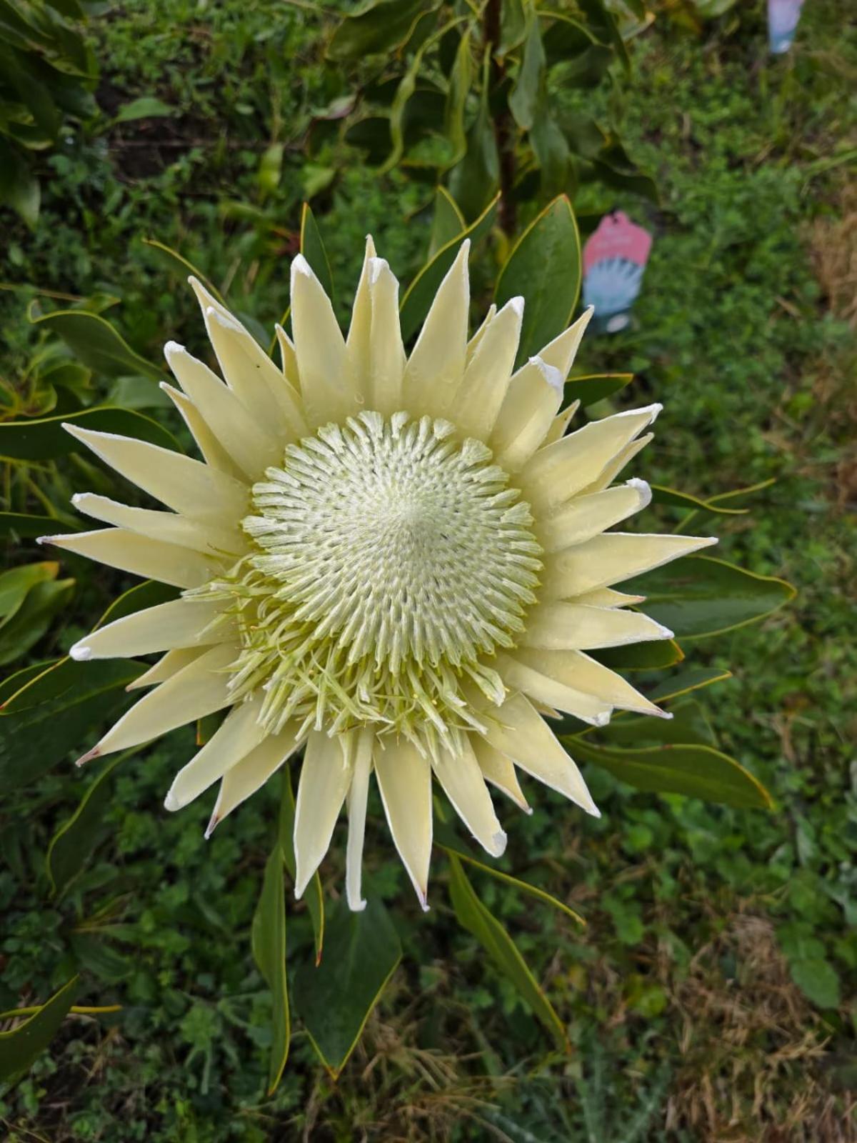 Shabby Fufu Lifestyle Farm Villa Plettenberg Bay Luaran gambar